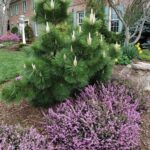 Garden design & installation