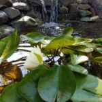 Pond & waterfall project